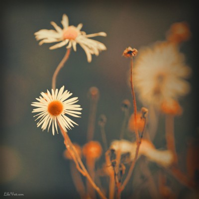 Marguerites