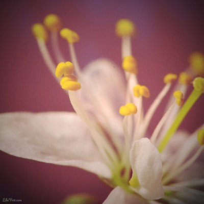 Pistil de printemps