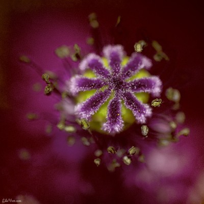 Coeur de coquelicot