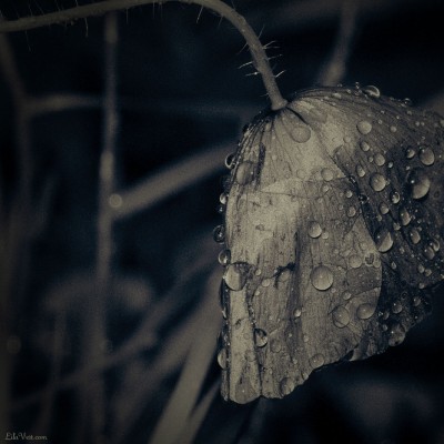 Coquelicot sous la pluie / Poppy drops / macro ©LilaVert
