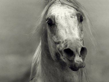 Wojtek Kwiatkowski – Photographies chevaux