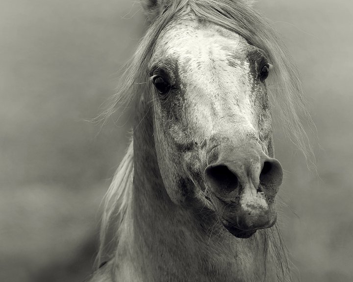 Wojtek Kwiatkowski – Photographies chevaux