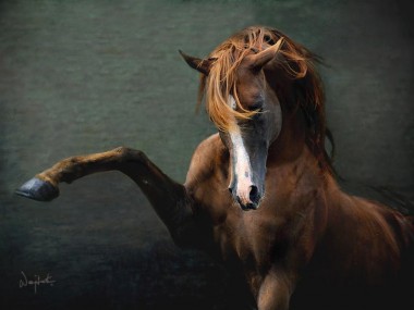 Wojtek Kwiatkowski – horse Photography