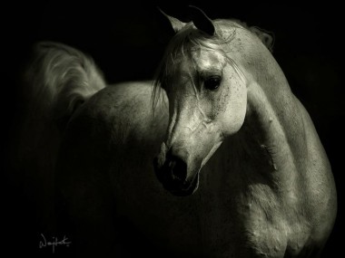 Wojtek Kwiatkowski – Photographies chevaux