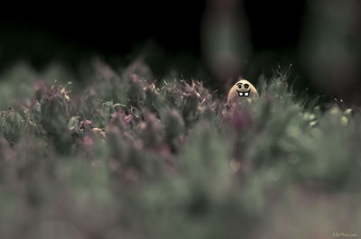 Macro champignon