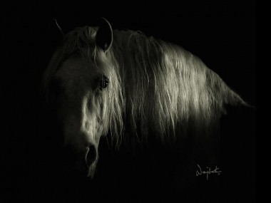 Wojtek Kwiatkowski – horse Photography