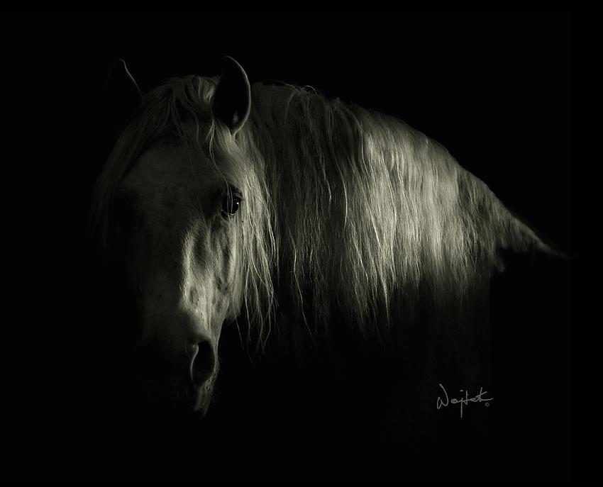 Wojtek Kwiatkowski – horse Photography