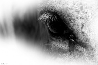 Horse eye