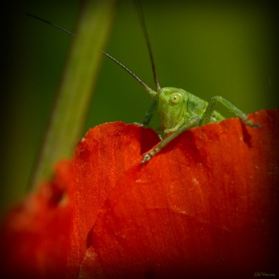 Sauterelle sur Pétale de Coquelicot