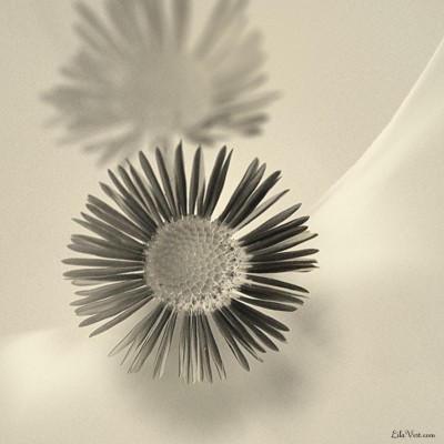 Monotone de Marguerite