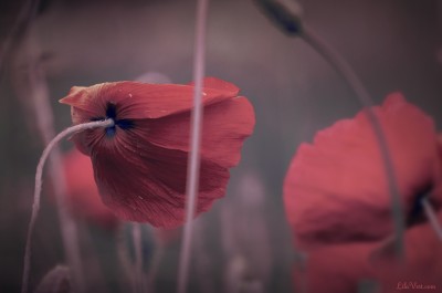 Coquelicots