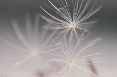 Dandelion seed – macrophotography