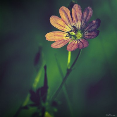 Fleur [Haute-Loire, Août 2o11]