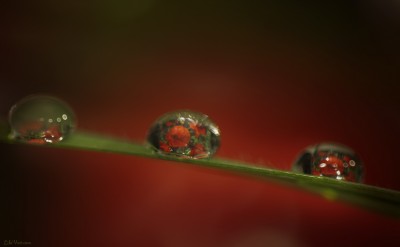 Macro Drop poppies – Coquelicots dans gouttes d’eau ©LilaVert