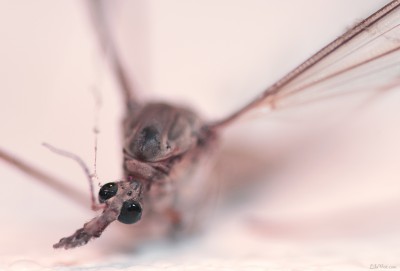 Mosquito – macro photo moustique male