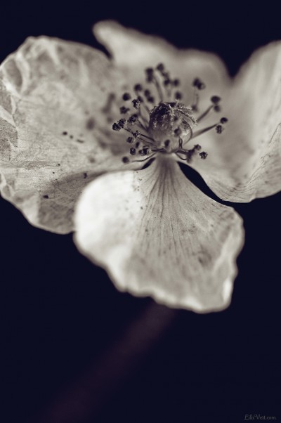White poppy – coquelicot blanc / Black version