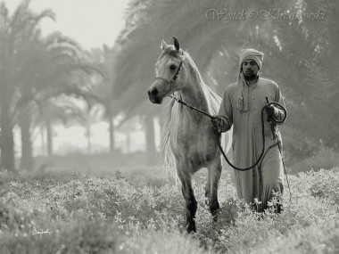 Wojtek Kwiatkowski Equine Photography – egypt