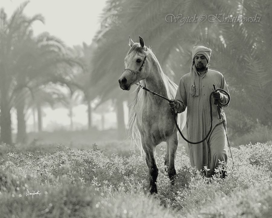 Wojtek Kwiatkowski Equine Photography – egypt