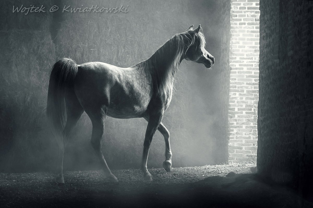 Wojtek Kwiatkowski Equine Photography
