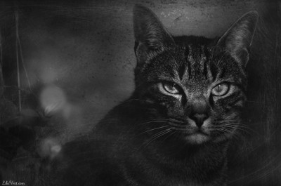 Chat portrait – Timousse