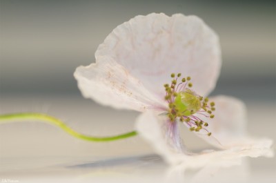 Coquelicot blanc / Macro White poppy – ©LilaVert