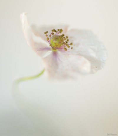 Coeur coquelicot blanc – White Poppy heart / ©LilaVert.com