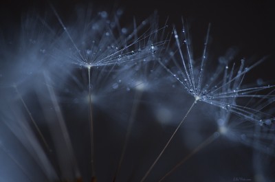 Dandelion by night – Macro