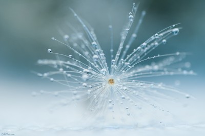 Macrophoto Dandelion seed / Gouttes sur Pissenlit