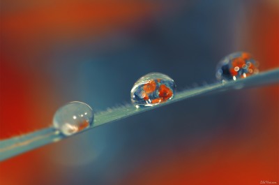 Nikon D300, Sigma 150 macro + Kenko 1.4 – {Drops poppies- Coquelicots dans gouttes d’eau} #nikon   #macrophotography   #drops   #poppyphotography   #LilaVert