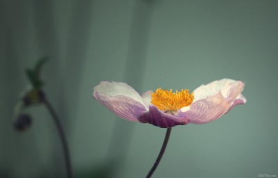 Simply flower – Photo macro – ambiance  [juillet 2013]