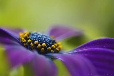 Flower – purple, pistils macro ©LilaVert