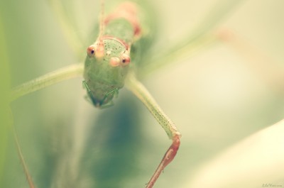 Grasshopper / Macro sauterelle [juillet 2013]