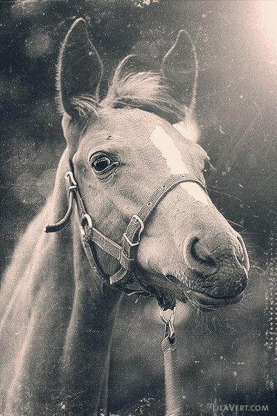 Horse – vintage photography – Diapo – ©LilaVert