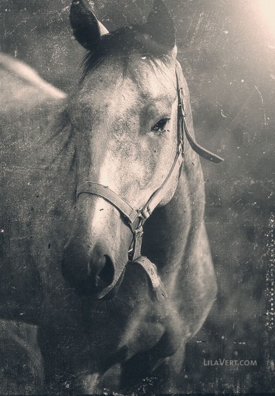 Horse vintage – Cheval photography – ©LilaVert
