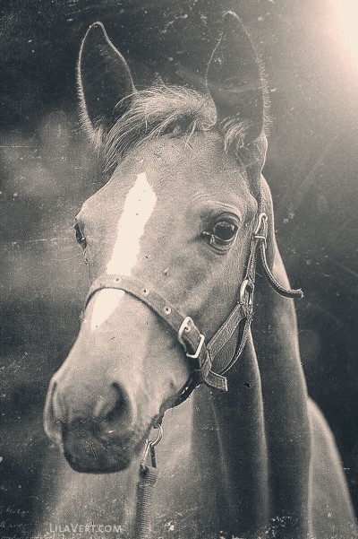 Horse – vintage photography – Diapo – ©LilaVert