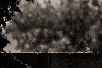 Rainy day / Impact pluie – #gouttes #pluie #rain #photo #LilaVert #sepia #nikon