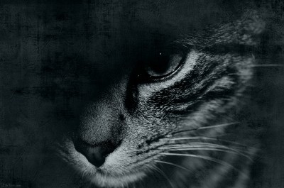 Timousse [Chat européen marbré]