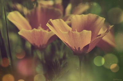 Vintage flowers photographie – ©LilaVert