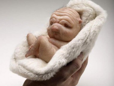 Patricia Piccinini – Founding-2008