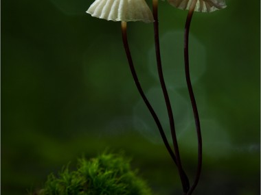 Bernd Rugemer – Magic Moonshroom photography