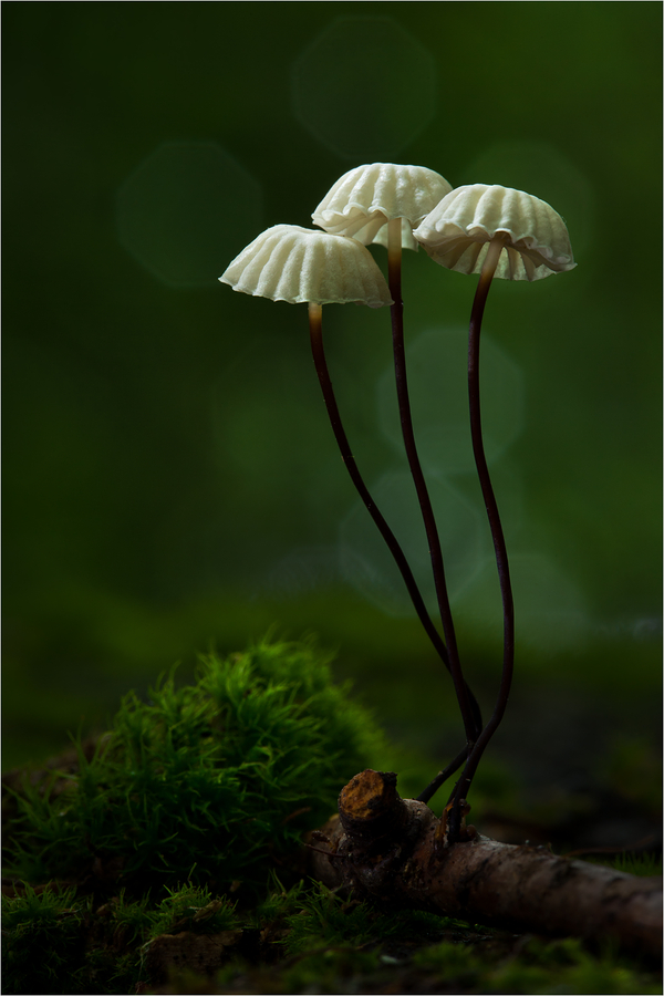 Bernd Rugemer – Magic Moonshroom photography