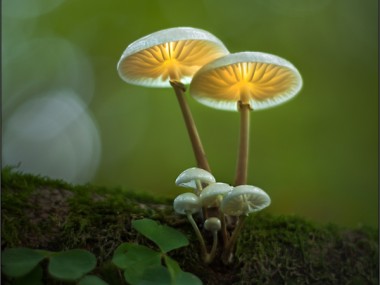 Bernd Rugemer – Moonshroom photography