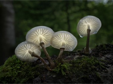 Bernd Rugemer – Moonshroom photography