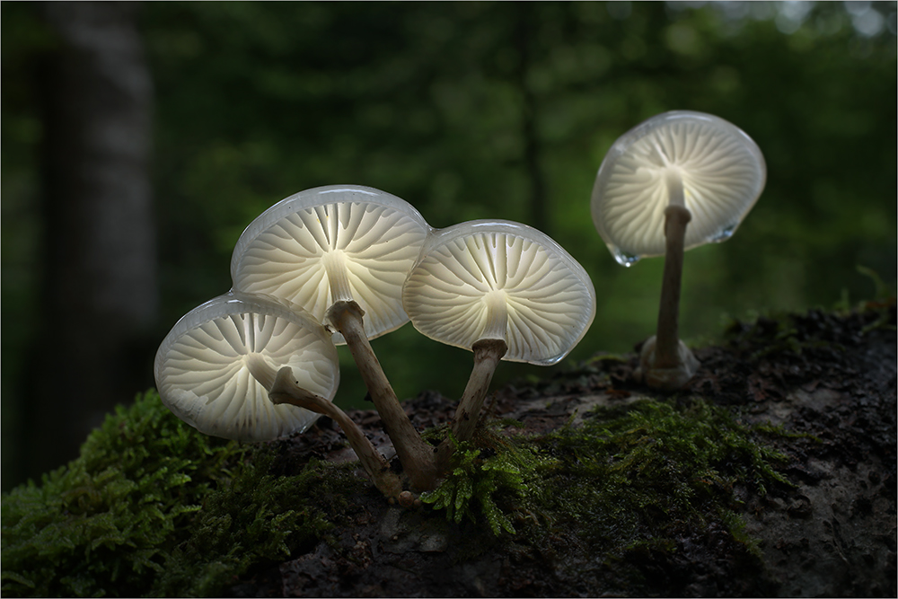 Bernd Rugemer – Moonshroom photography