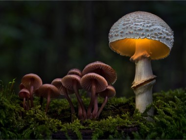 Bernd Rugemer – Magic Moonshroom photography