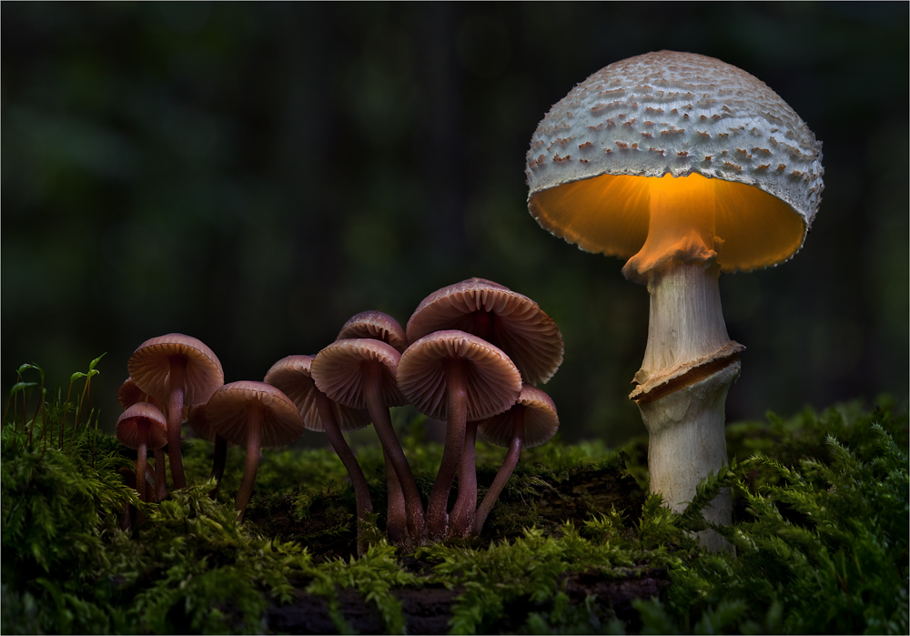 Bernd Rugemer – Magic Moonshroom photography