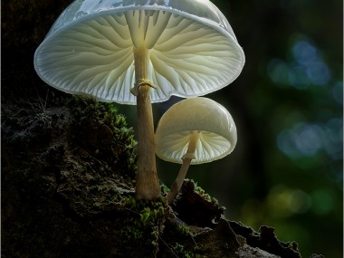 Bernd Rugemer – Magic Moonshroom photography