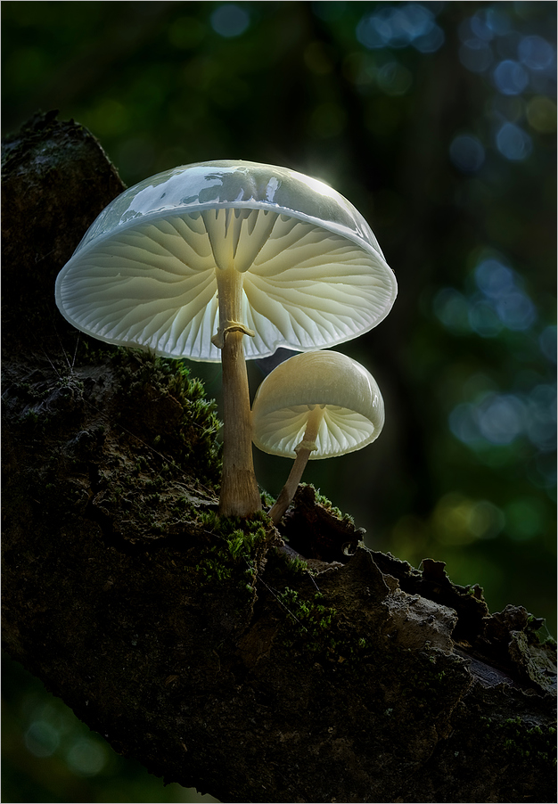 Bernd Rugemer – Magic Moonshroom photography