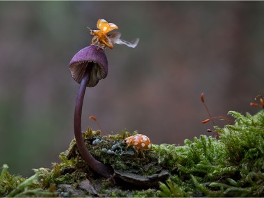 Bernd Rugemer – Magic Moonshroom photography