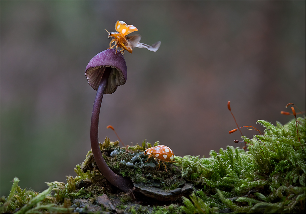 Bernd Rugemer – Magic Moonshroom photography